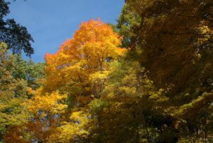 Catching Fire at the Treetops