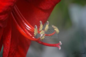 Delicate Engine of Life