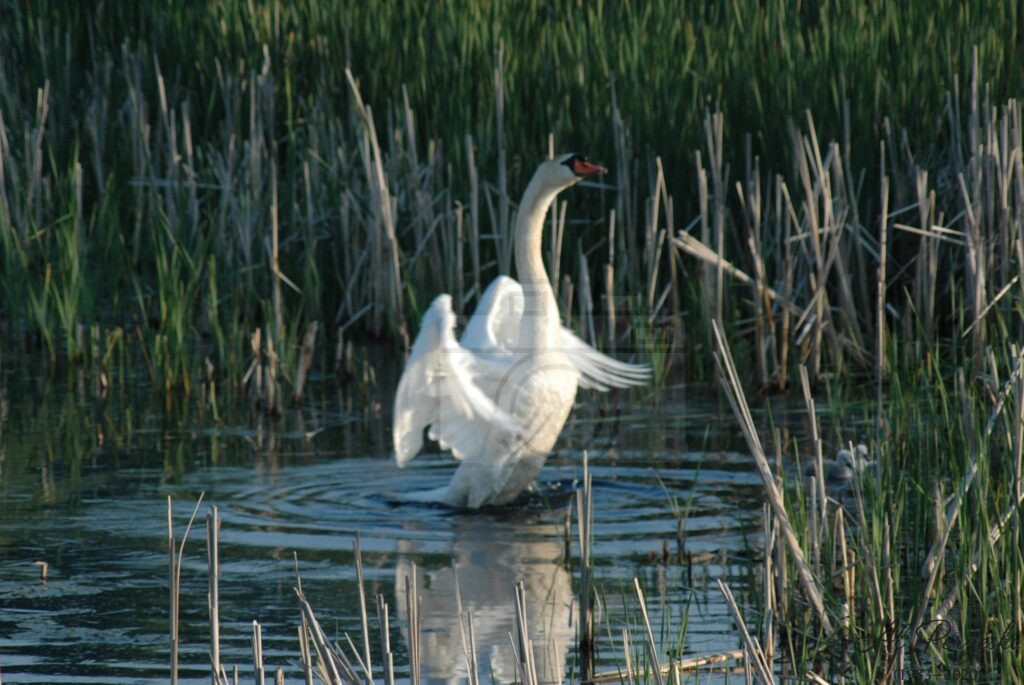 Guardian of the Marsh