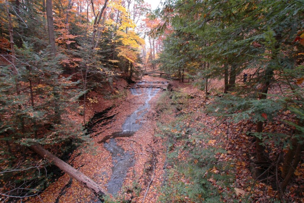 Where the Forest Whispers