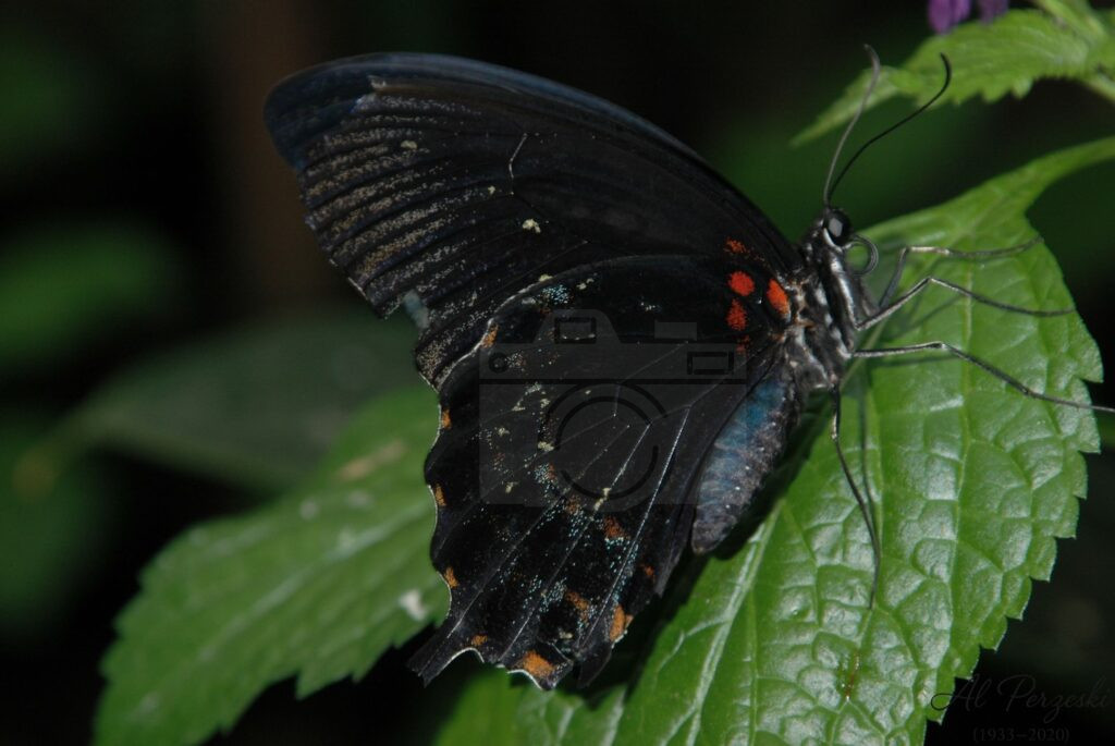 Worn Wings, Bold Spirit