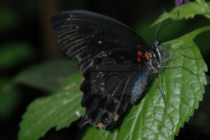 Worn Wings, Bold Spirit